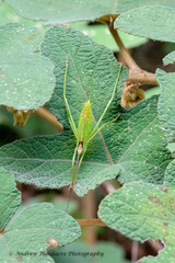 Phaneroptera nigroantennata