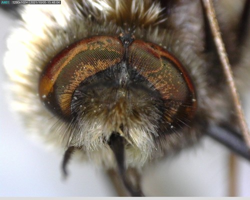 iNaturalist observation photo of Greater Bee Fly