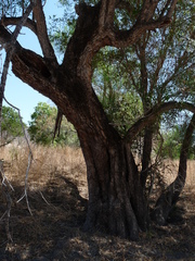 Astianthus viminalis