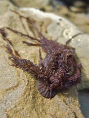Cumagloia andersonii