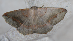 Prochoerodes forficaria