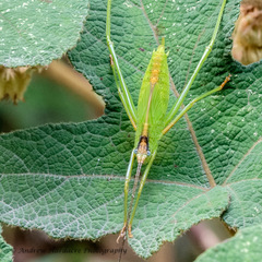 Phaneroptera nigroantennata