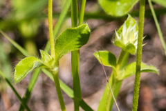 Gomphrena nitida