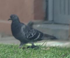 Columba livia