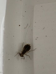 Arrenurus