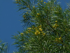 Astianthus viminalis