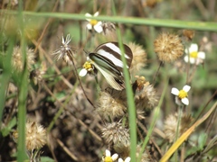 Itaballia demophile huebneri