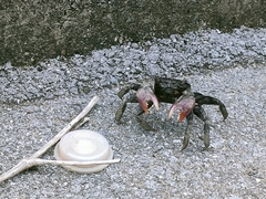 Episesarma palawanense