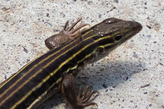 Aspidoscelis uniparens