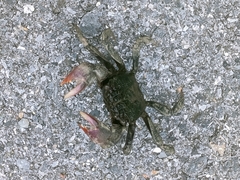 Episesarma palawanense