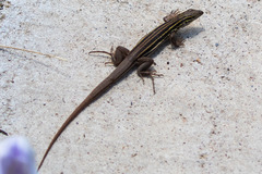 Aspidoscelis uniparens