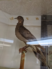 Ectopistes migratorius