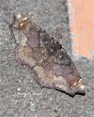 Anisoperas tessellata