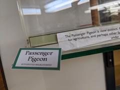 Ectopistes migratorius