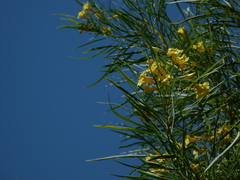 Astianthus viminalis