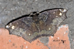 Anisoperas tessellata