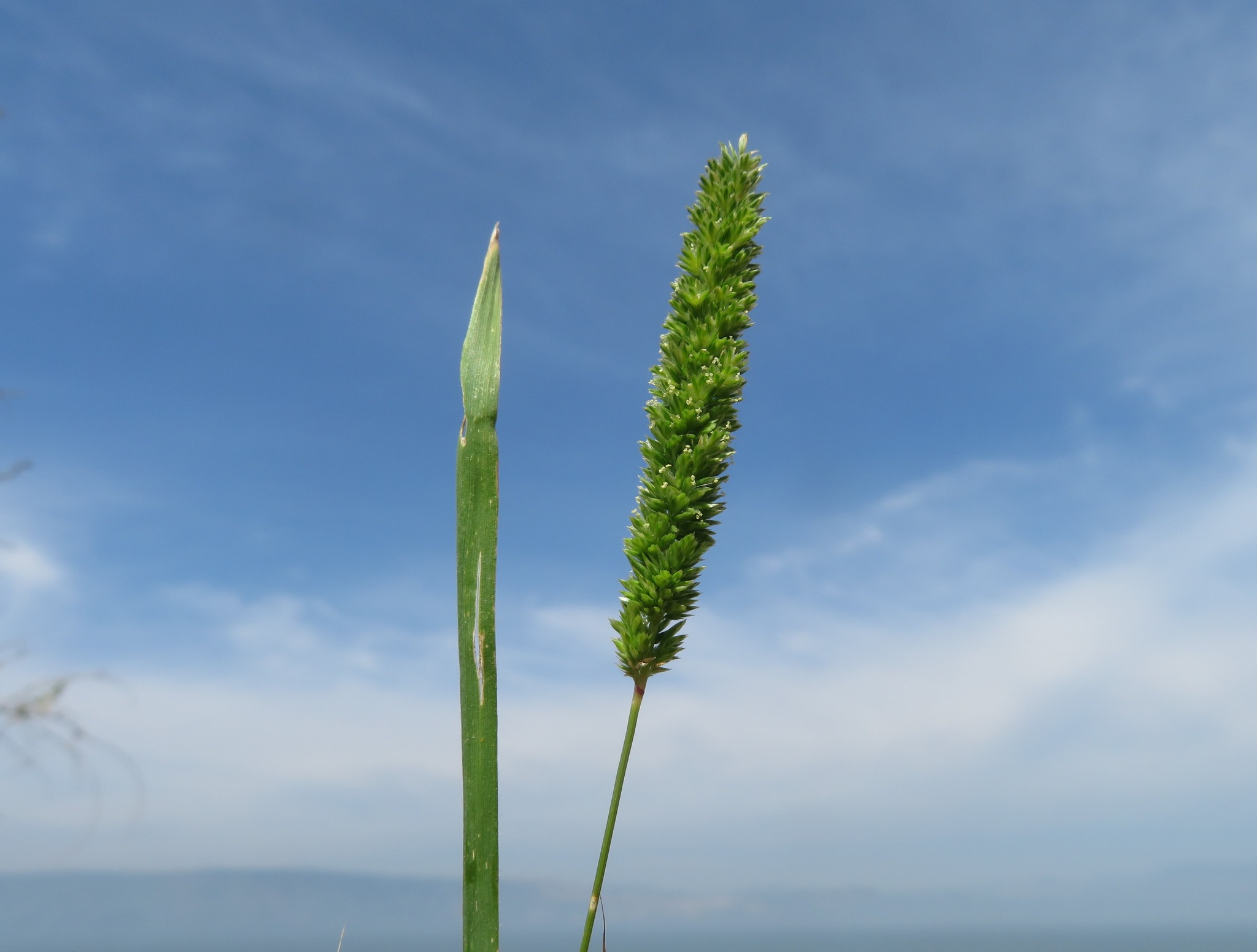 Phleum exaratum
