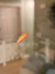 Gyponana gladia