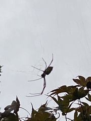 Trichonephila clavata