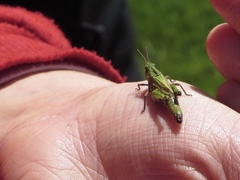Chimarocephala pacifica pacifica