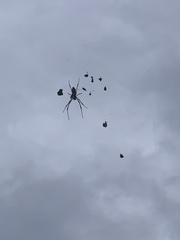 Trichonephila clavata