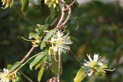 Duabanga grandiflora