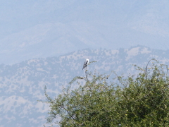 Elanus caeruleus