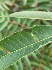 Stigmella intermedia