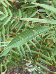 Stigmella intermedia