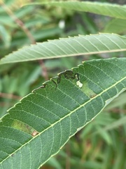 Stigmella intermedia
