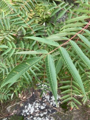 Stigmella intermedia