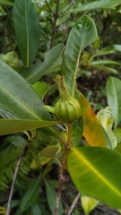 Ixoroideae