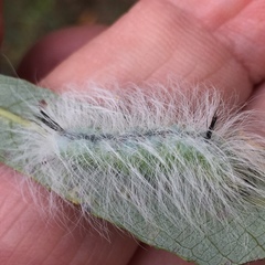 Acronicta vulpina