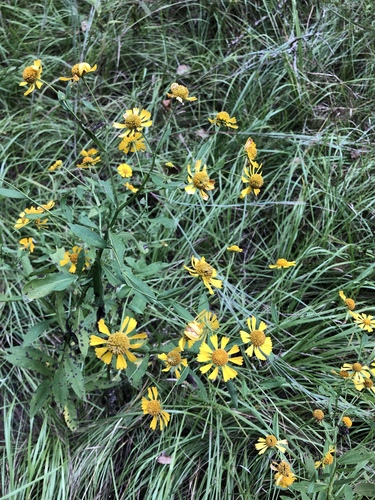 Helenium autumnale
