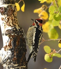 Sphyrapicus nuchalis