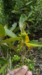 Ixoroideae