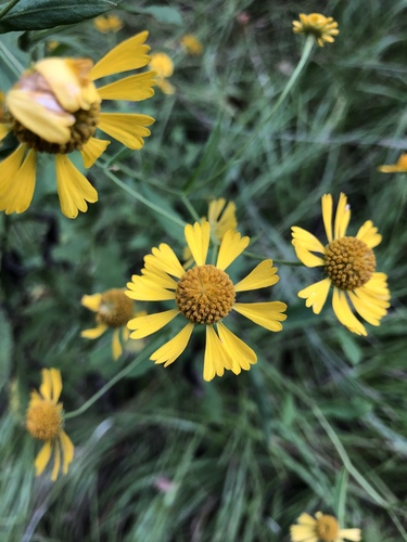 Helenium autumnale