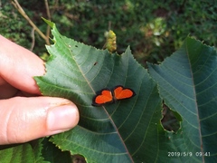 Mesene pyrippe sanguilenta