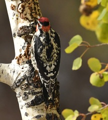 Sphyrapicus nuchalis