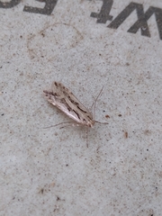 Lepidoptera