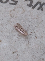 Lepidoptera
