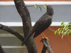 Turdus fuscater