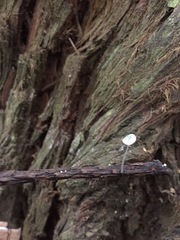 Strobilurus occidentalis