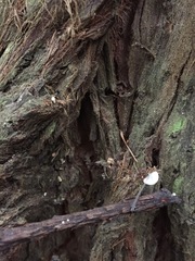 Strobilurus occidentalis