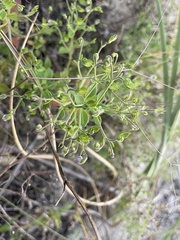 Trichostema nesophilum