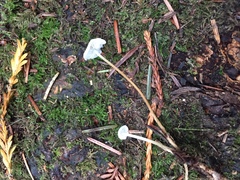 Strobilurus occidentalis