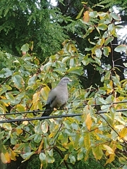 Patagioenas fasciata