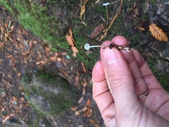 Strobilurus occidentalis