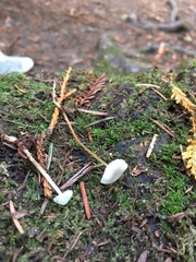 Strobilurus occidentalis