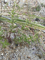 Trichostema nesophilum